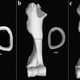 Cross-sections of donkey bones found in the tomb, specifically the humerus.